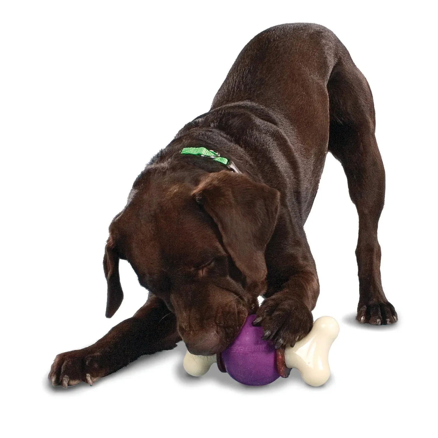 Busy Buddy Bouncy Bone