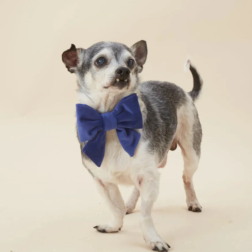 Dog and Cat Lady Bowtie: Navy Velvet