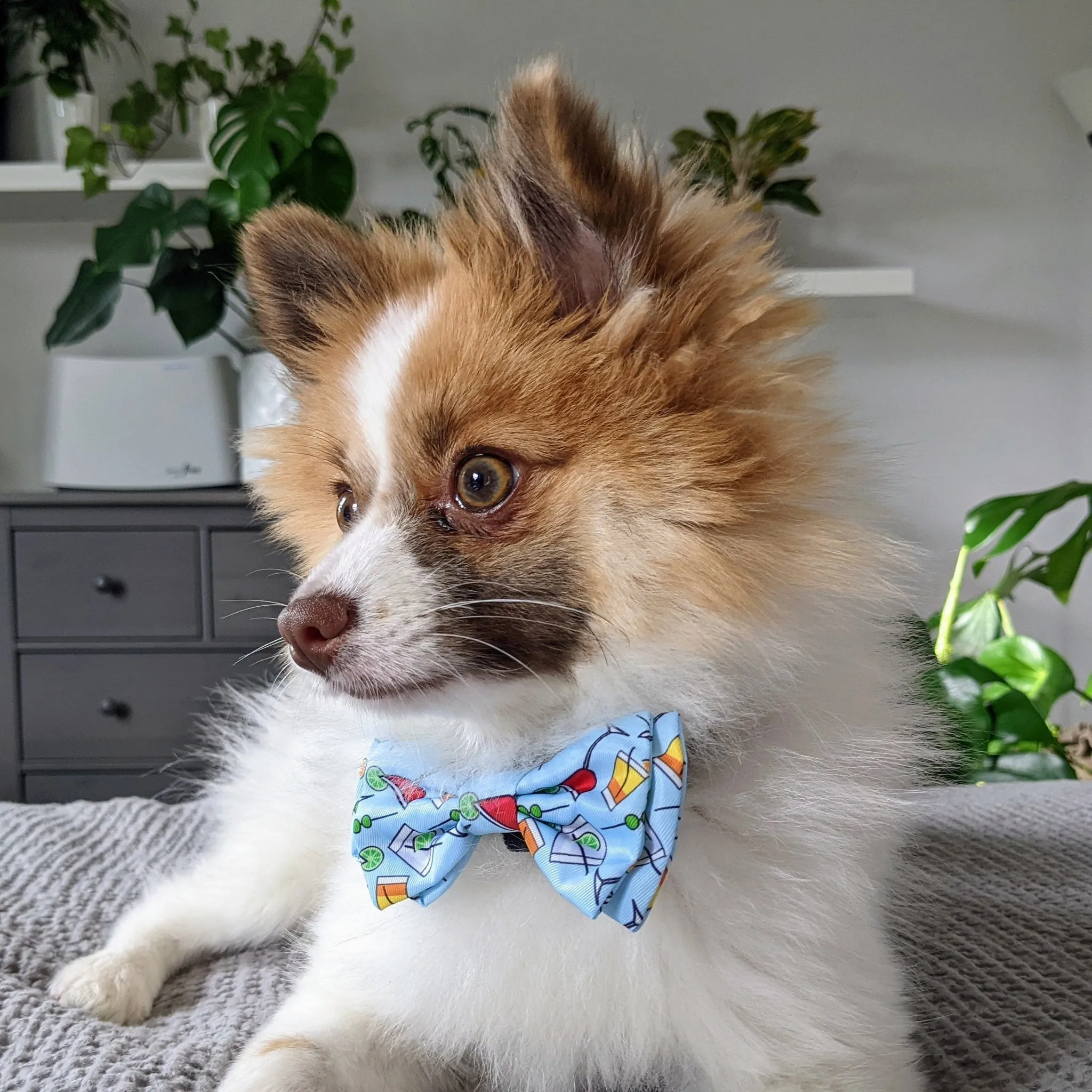 Huxley & Kent Bow Tie Large Cocktail Party