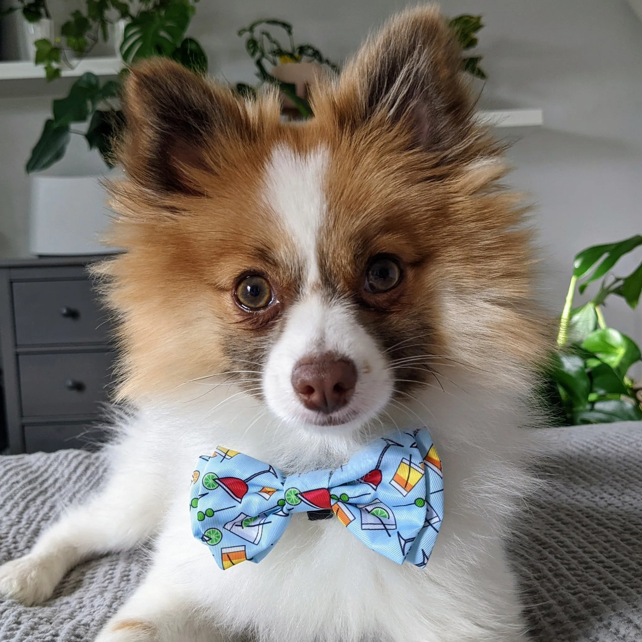 Huxley & Kent Bow Tie Large Cocktail Party