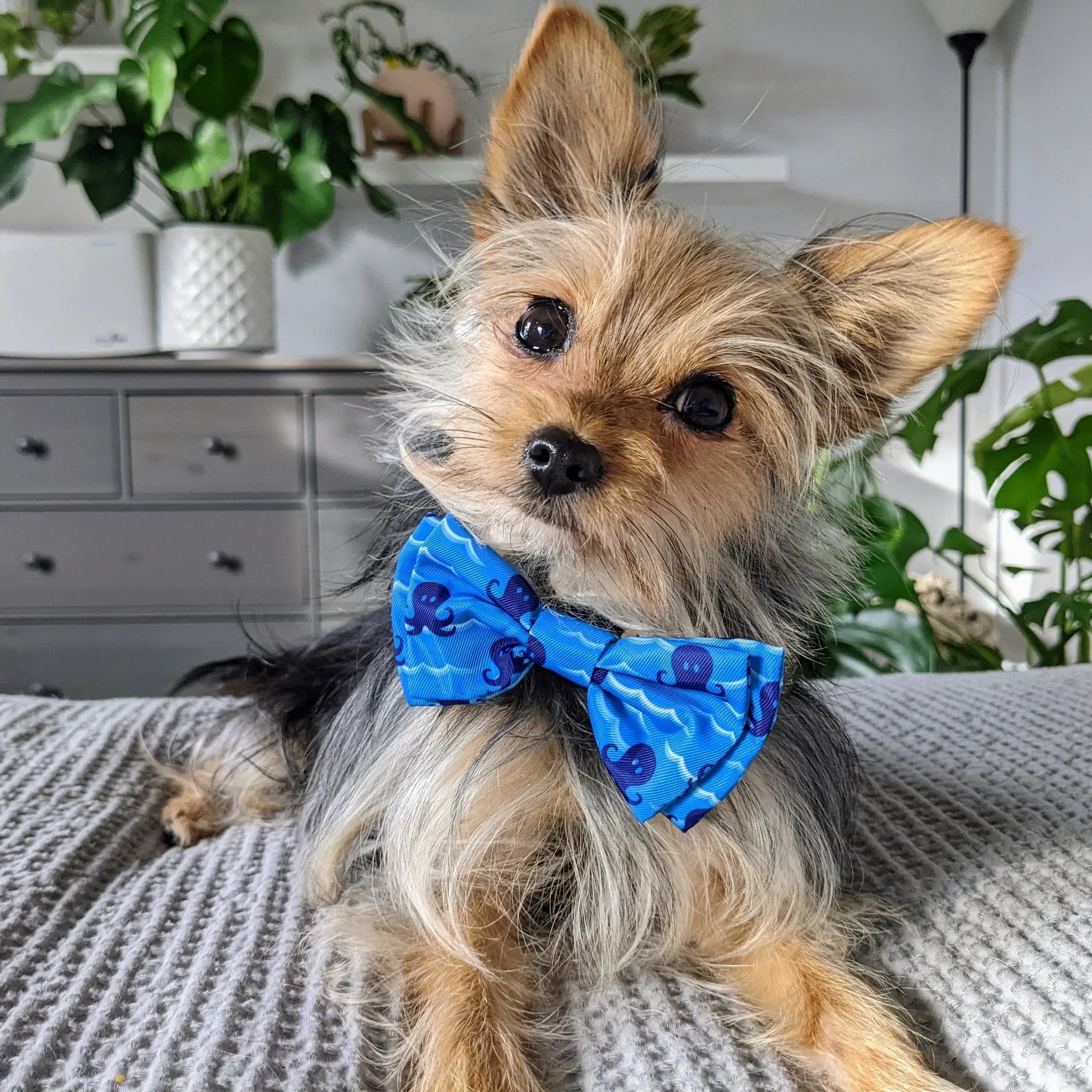 Huxley & Kent Bow Tie Octopus Garden Large