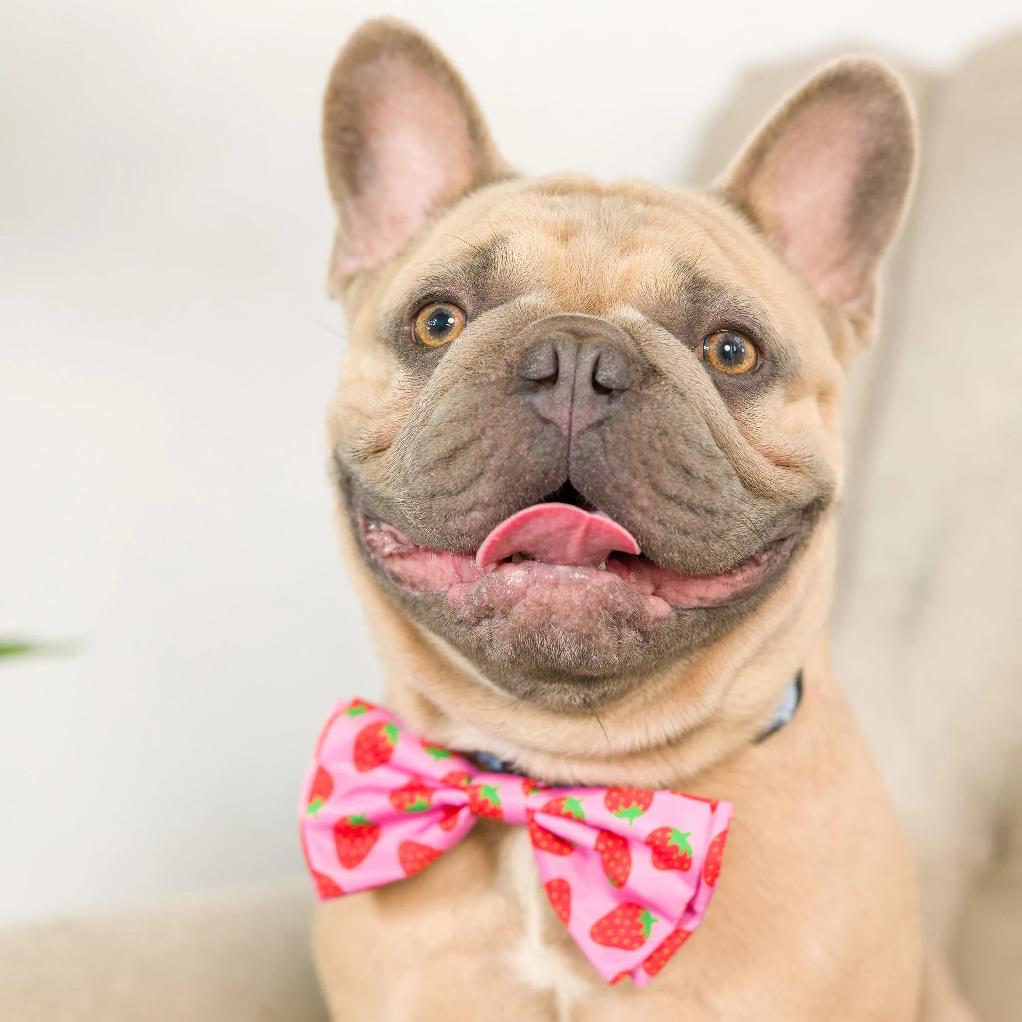 Huxley & Kent Bow Tie Small Strawberries