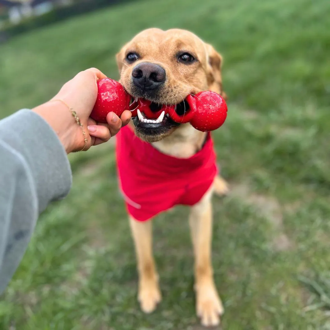 iEnergy DAV Dental Chew Toy