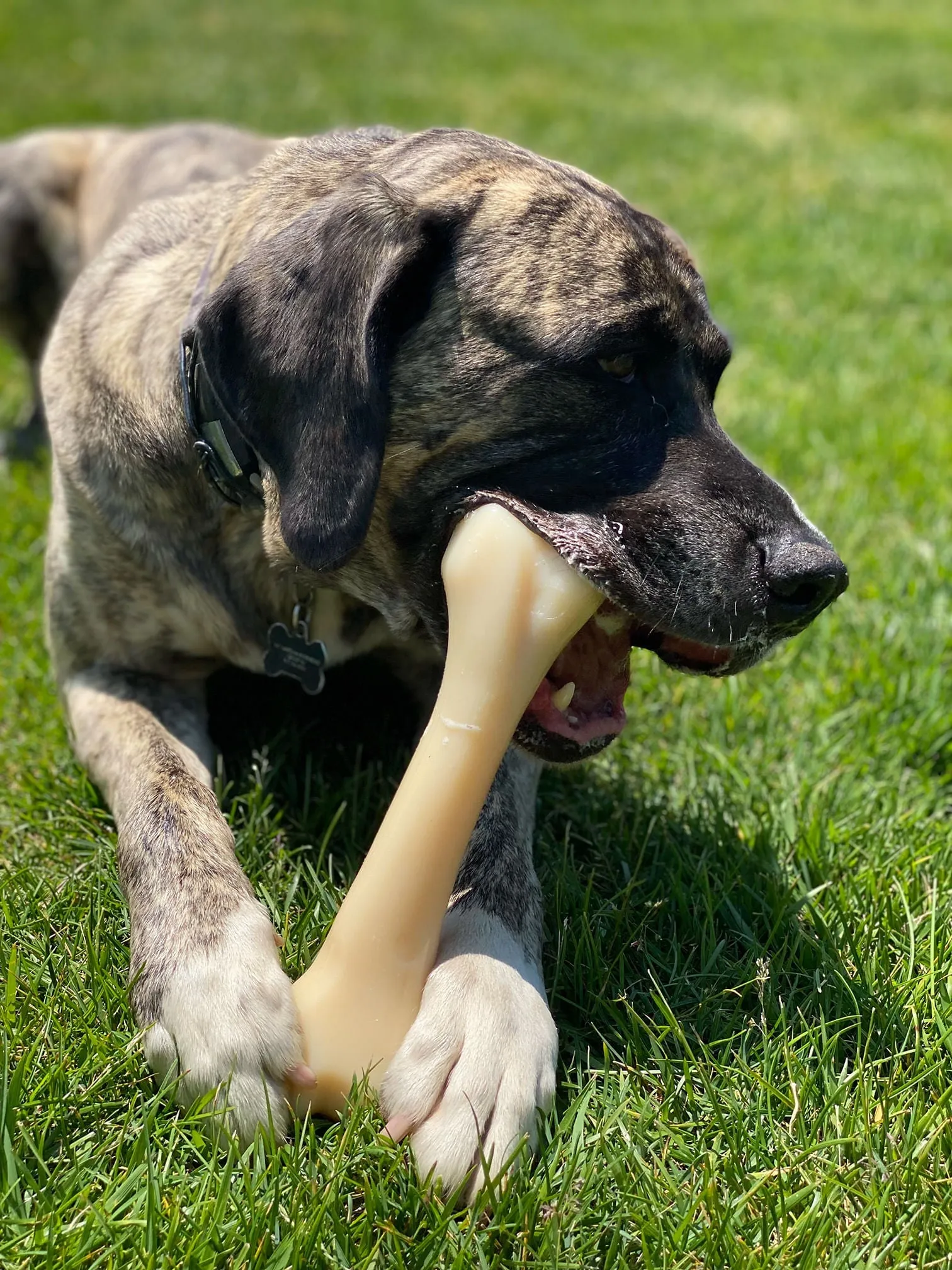 Nylabone DuraChew Monster Bone