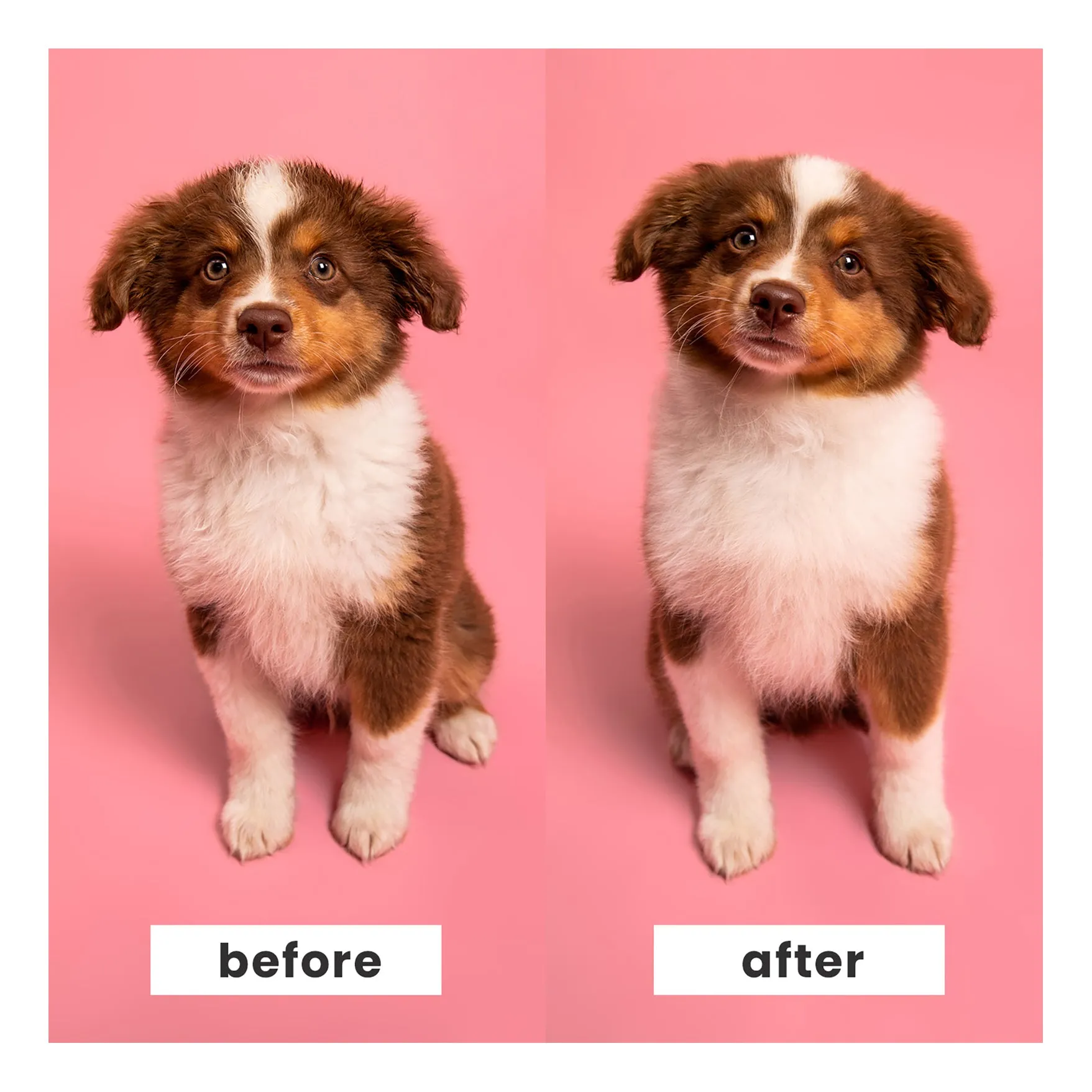Pet Teezer Puppy Brush