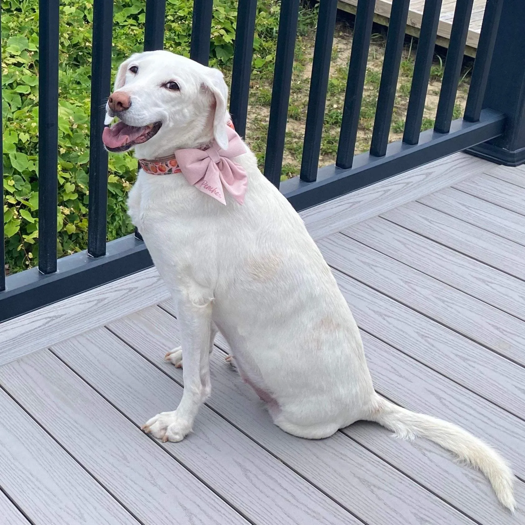 Pink dog bow tie - Dusty Pink velvet sailor dog bowtie with tails