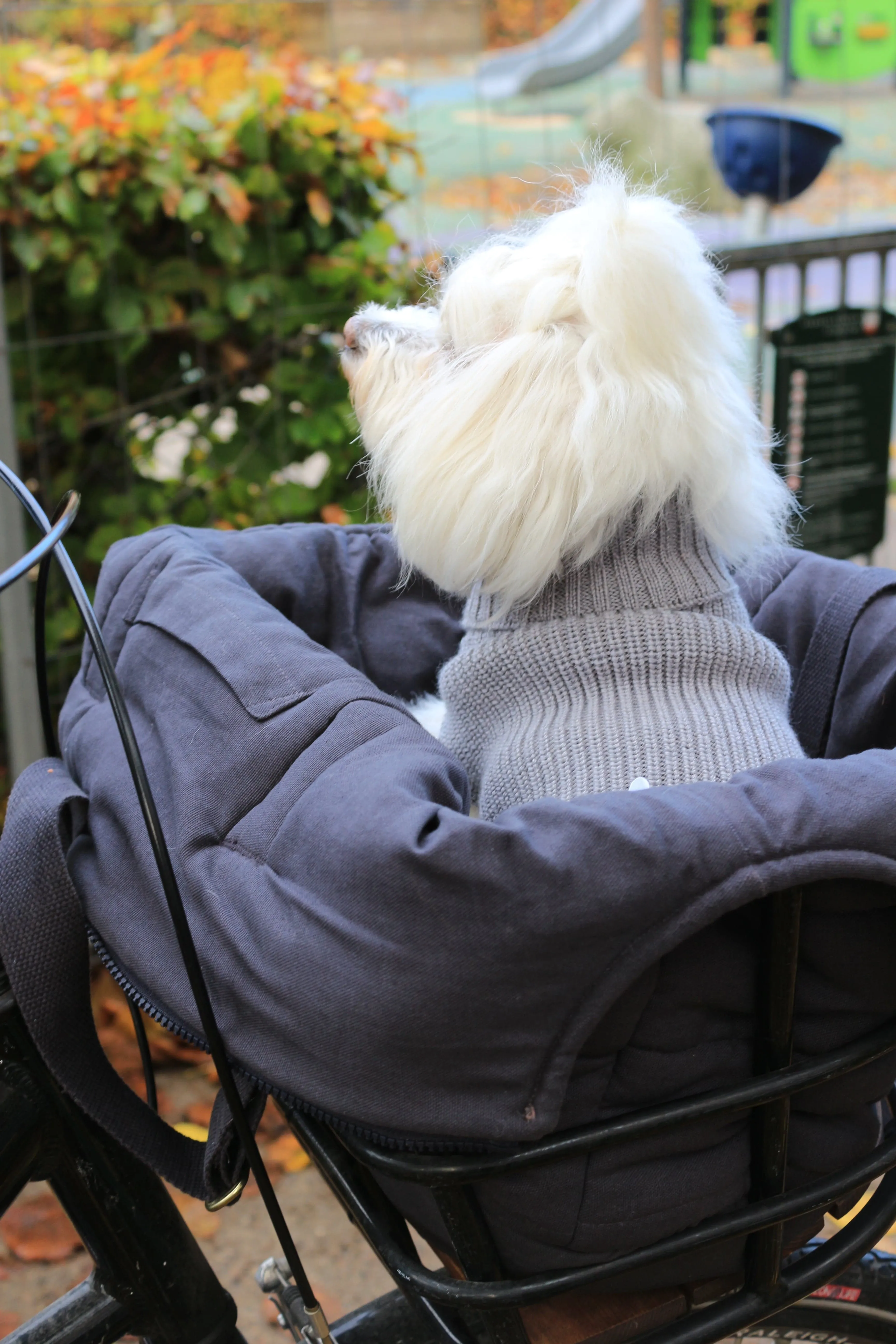 Tadazhi Female Dog Wool Sweater