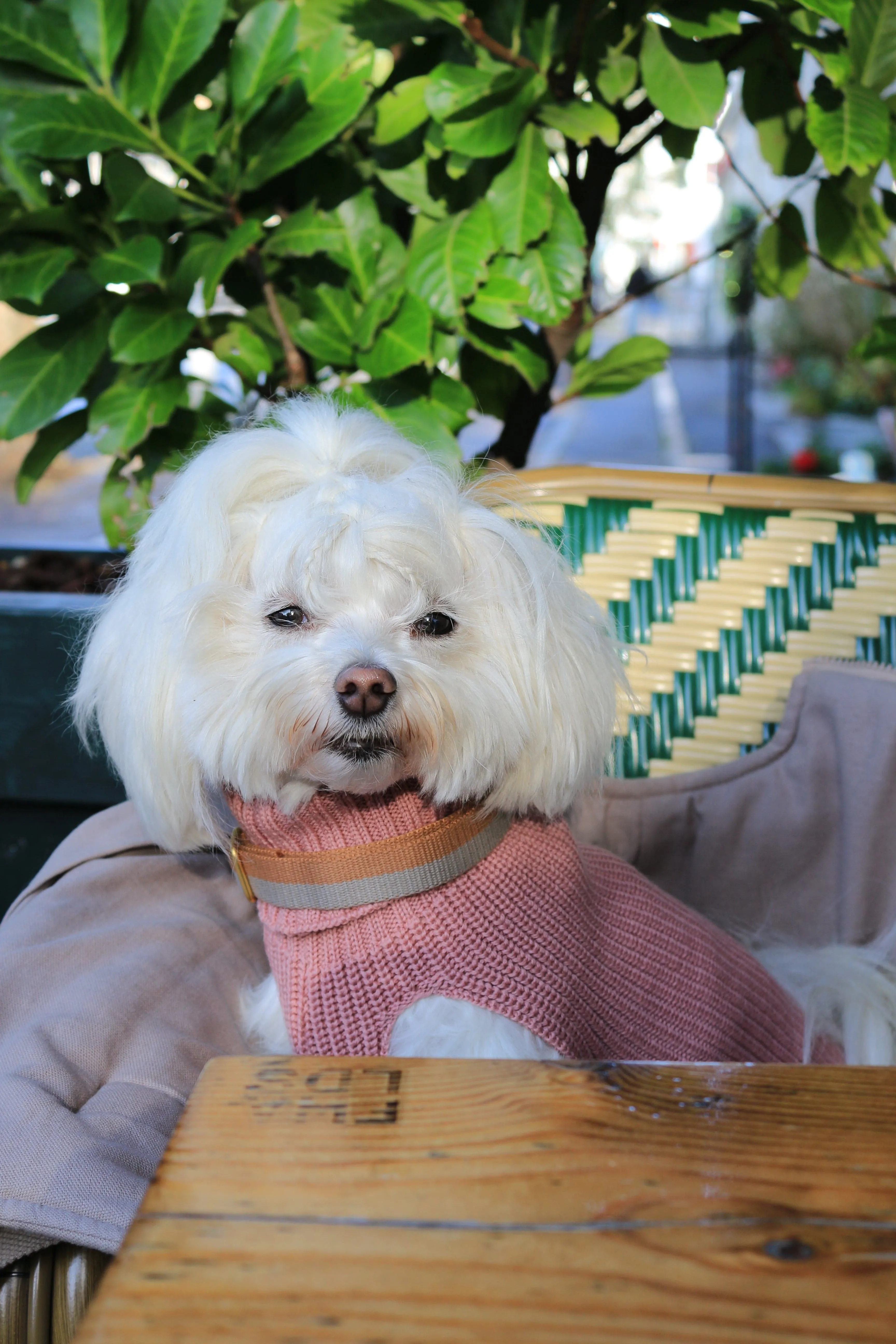 Tadazhi Female Dog Wool Sweater