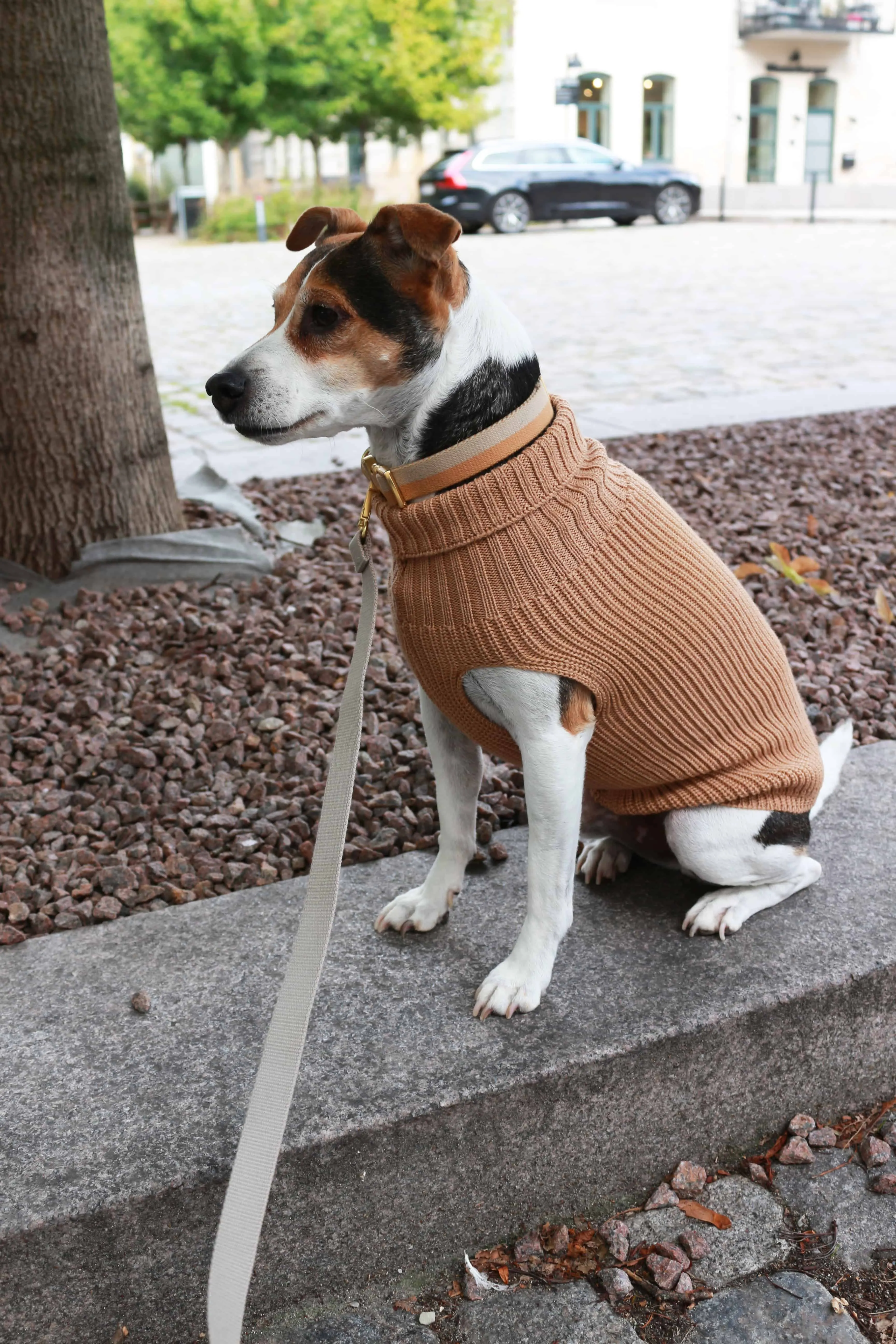 Tadazhi Female Dog Wool Sweater
